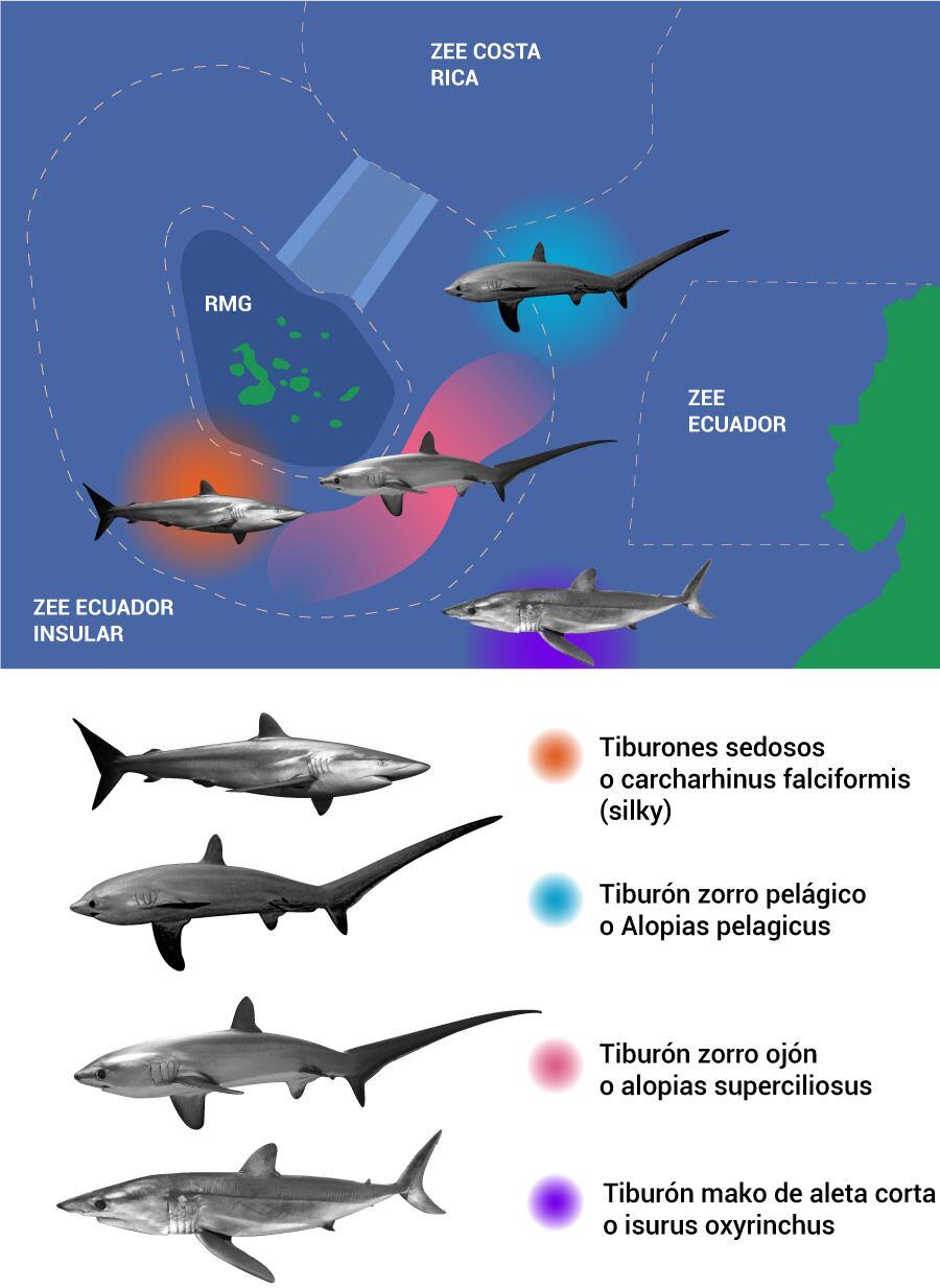 Zones de prises accessoires ou de prises accessoires pour quatre espèces de requins qui nagent dans les eaux des Galapagos. (Infographie de Daniela Hidalgo/ GK).