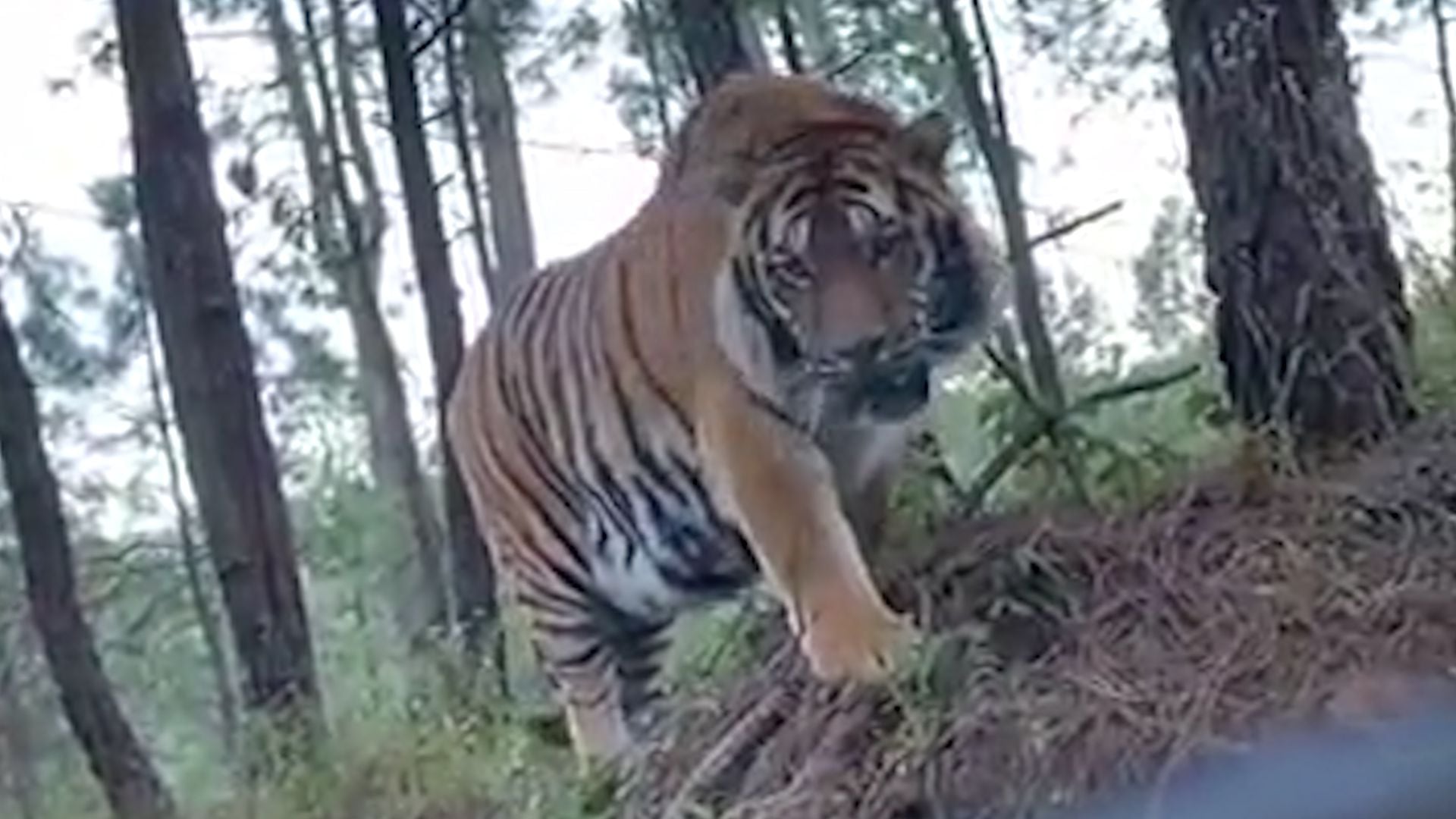 Bengal Tiger in Jalisco