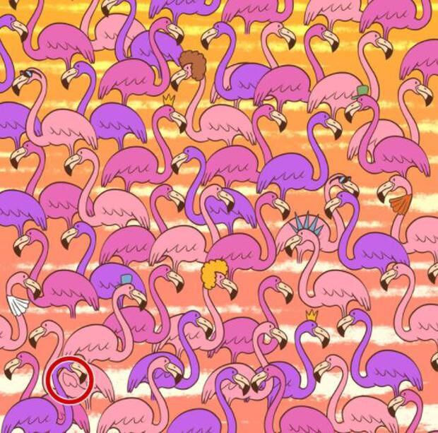 Solution de test visuel pour le cœur des flamants roses