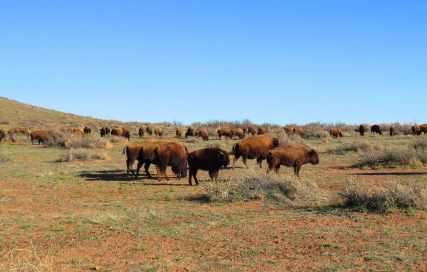 Réserve de biosphère Janos-Chihuahua-Mexique