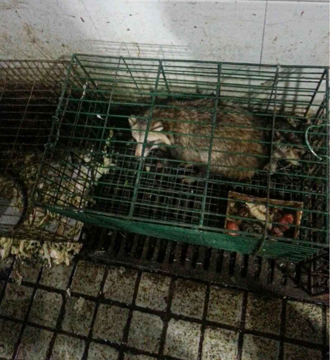 Edward Holmes acredita que cães-guaxinim no mercado podem ter desencadeado a pandemia de coronavírus (crédito Eddie Holmes)
