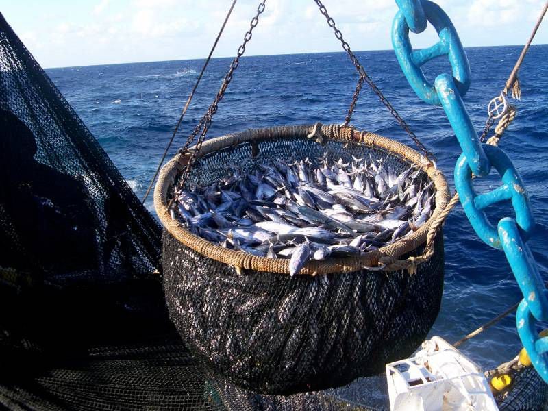 Thons capturés par des navires de pêche équatoriens. (Photo : L'UNIVERS).
