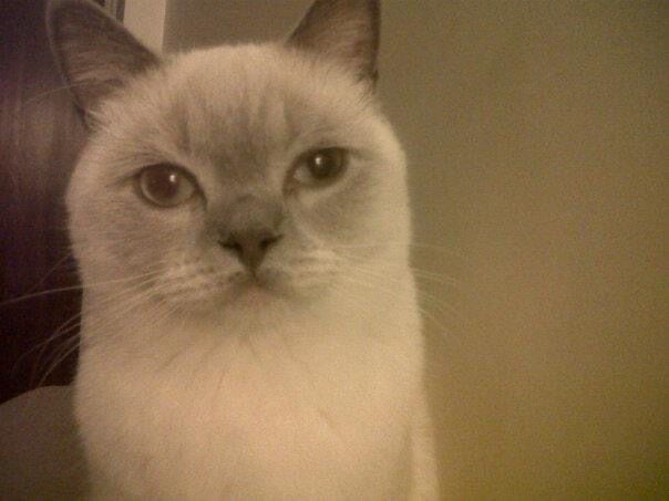 Weiße Katze
