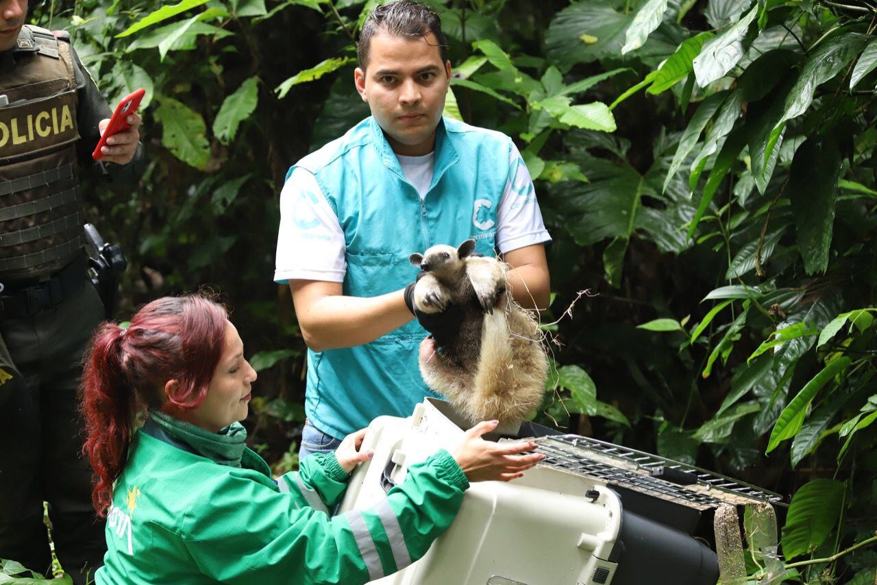 Bilder von der Freilassung des Honigbären, der in Bogotá in einem Waldgebiet von Villavicencio, Meta, gerettet wurde. Foto: Umweltministerium