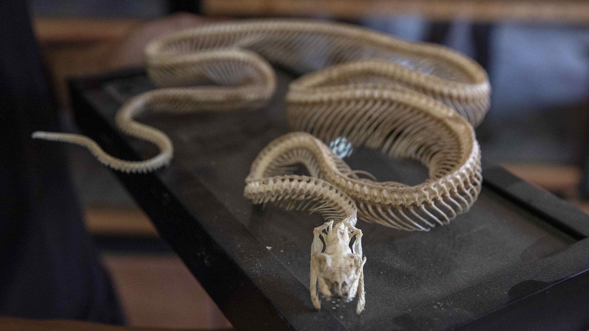 José Delgadillo, le Nicaraguayen qui vit avec 45 serpents comme animal de compagnie