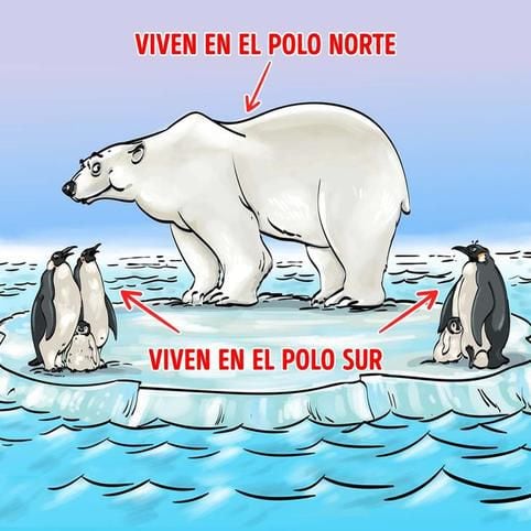 Solução de urso polar