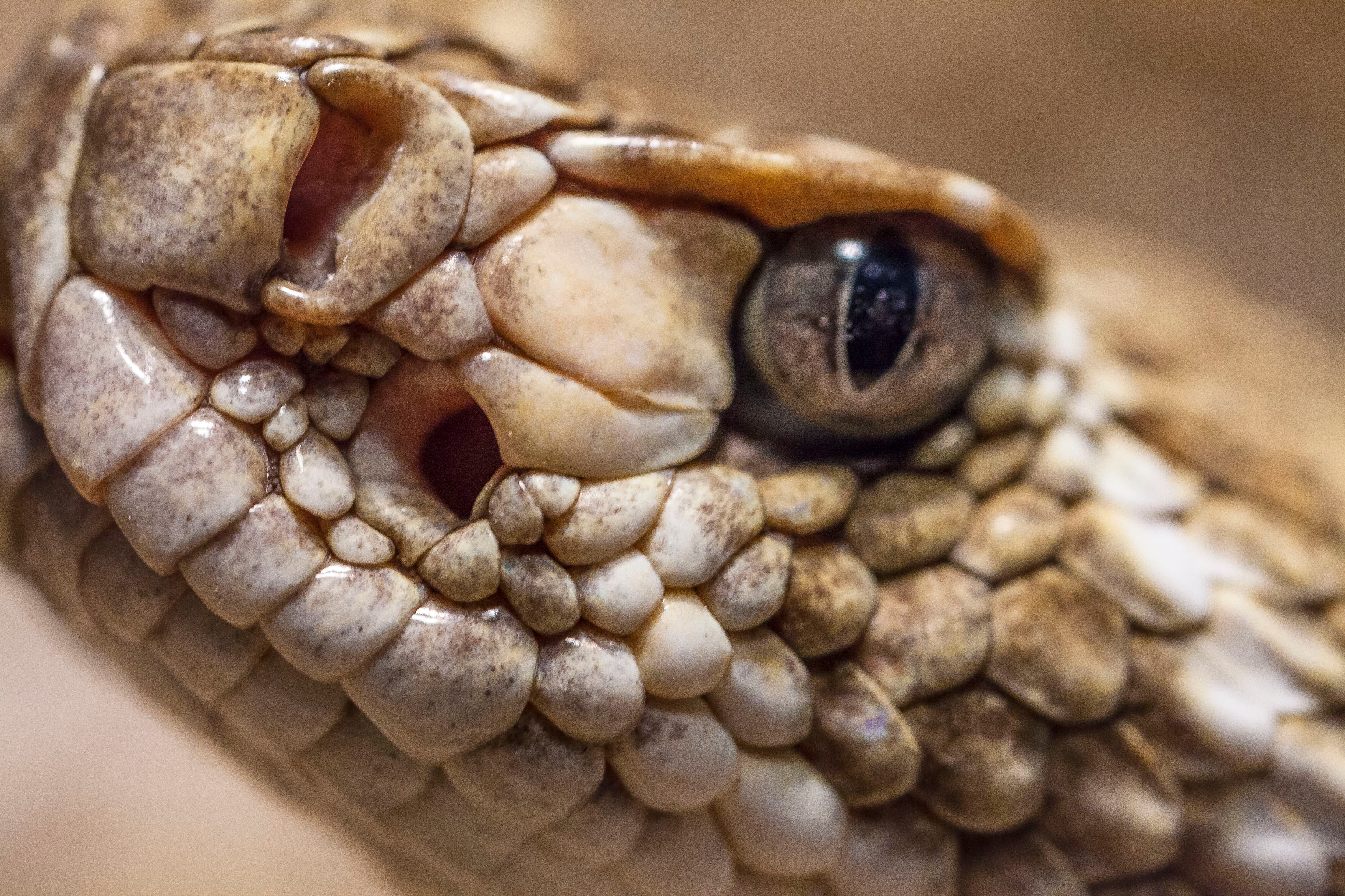 BOA CONSTRICTOR