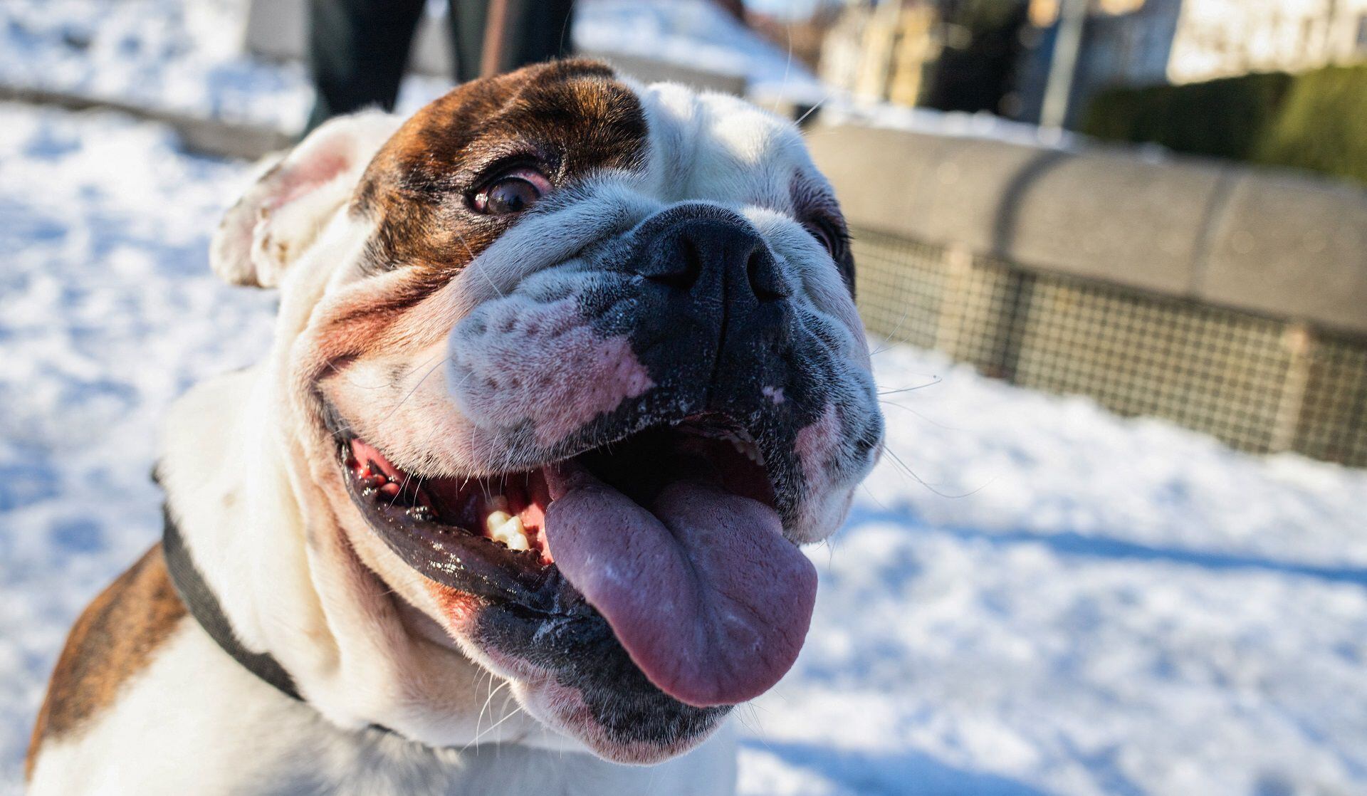 Um buldogue inglês é retratado em Oslo, Noruega, em 7 de fevereiro de 2022. - Cavalier King Charles Spaniels são conhecidos por suas cabeças minúsculas, buldogues ingleses por seus focinhos enrugados esmagados - características que seus donos adoram. Mas em um movimento sem precedentes, a Noruega proibiu a criação desses cães porque ser “fofo” está causando sofrimento. (Foto de Petter Berntsen/AFP)/PARA IR COM A HISTÓRIA DA AFP POR Pierre-Henry DESHAYES